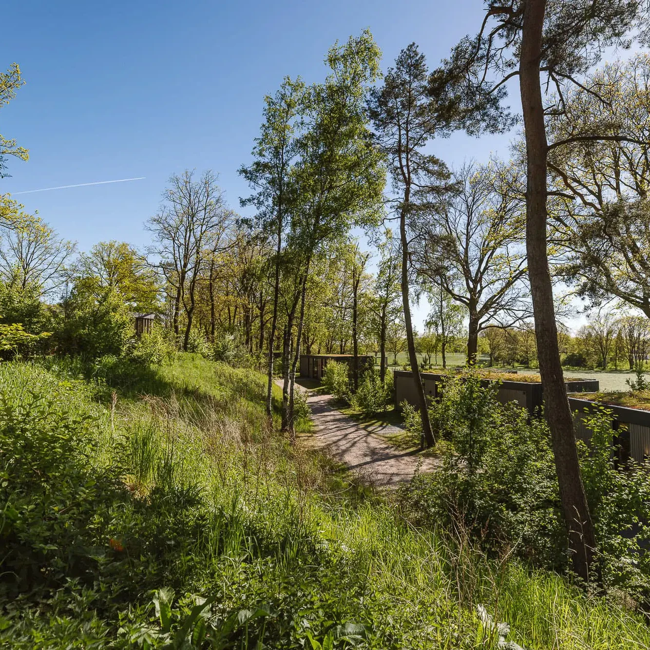 Bosrijk wandelpad bij Zicht op Twente Lodges in Markelo met groene vegetatie en natuurlijke omgeving